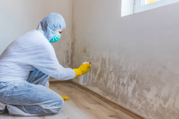 Licensed Mold Removal service in Cream Ridge, NJ - WQB Mold Removal