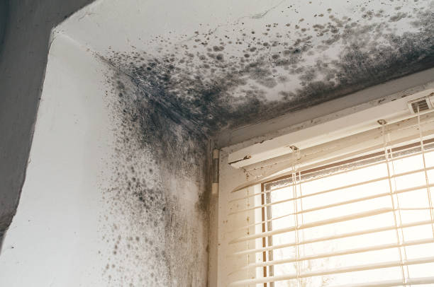 Affordable Mold Removal solutions in Cream Ridge, NJ